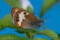 Coenonympha arcania